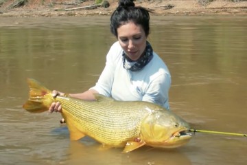 dorado