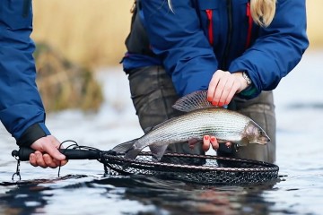 grayling