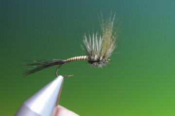 mayfly