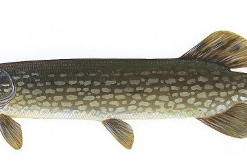 1200px-Esox_lucius1