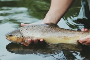 mayfly