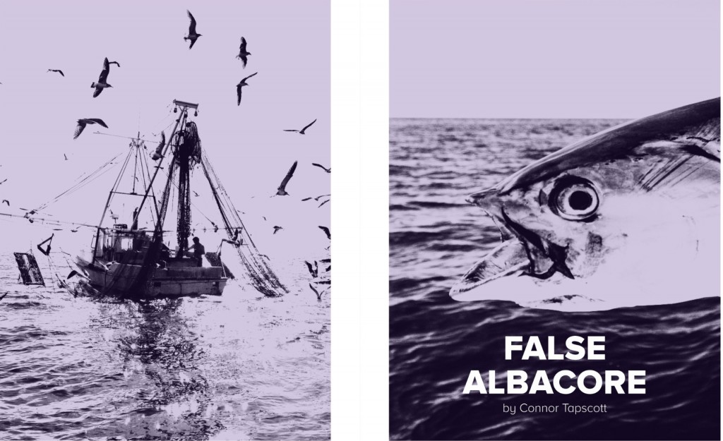 false-albacore