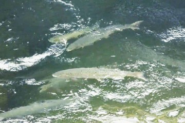 salmon