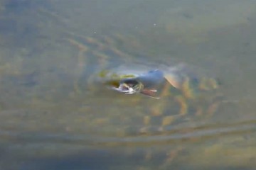 trout