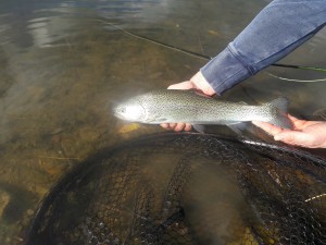 45226742_2140794916183119_5664834938826915840_n