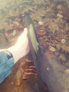 45292615_187442435531663_794451538239029248_n