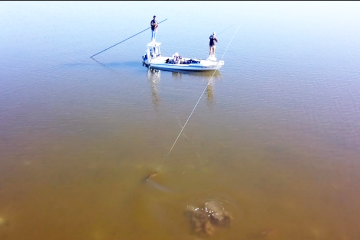 redfish