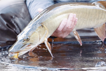 pike