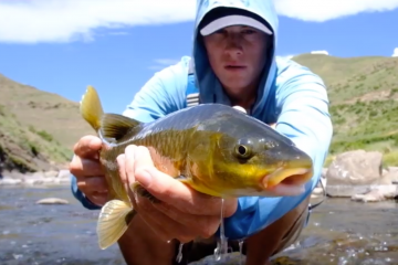 yellowfish