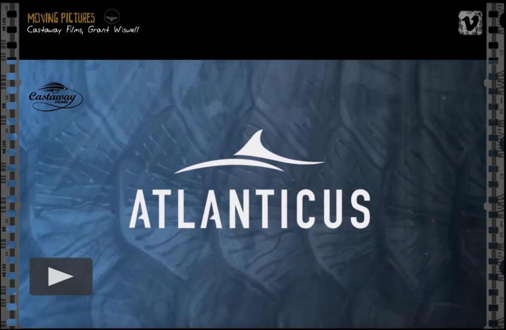 atlanticus