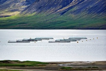 Group of marine pens for fish farming in Onundarfjord, Westfjords district of Iceland. The usual types of fish would be salmon and trout.