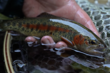 Capture d’écran 2025-12-01 à 12.11.34