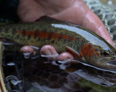 Capture d’écran 2025-12-01 à 12.11.34