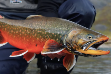 Capture d’écran 2025-12-26 à 11.44.48