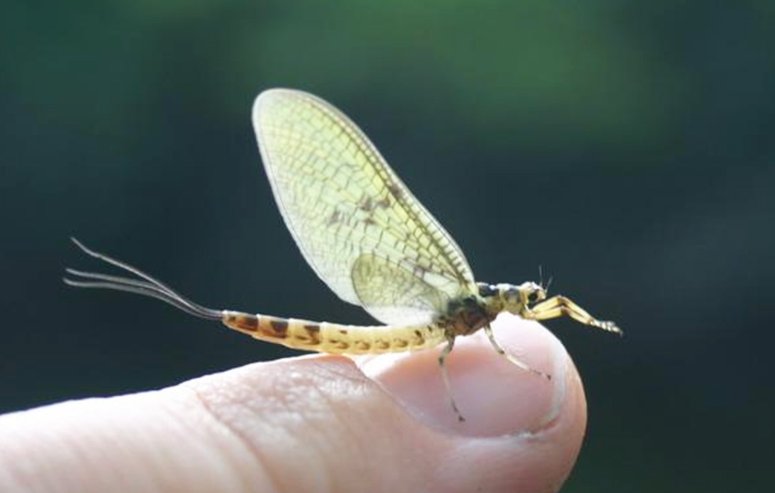 Mane Insecte Manne Céleste - Le Mouching